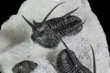 Two Devil Horned Cyphaspis Walteri Trilobites - Ofaten, Morocco #86840-1